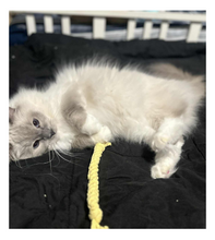 Load image into Gallery viewer, Cat lying on a black surface with a yellow string toy nearby