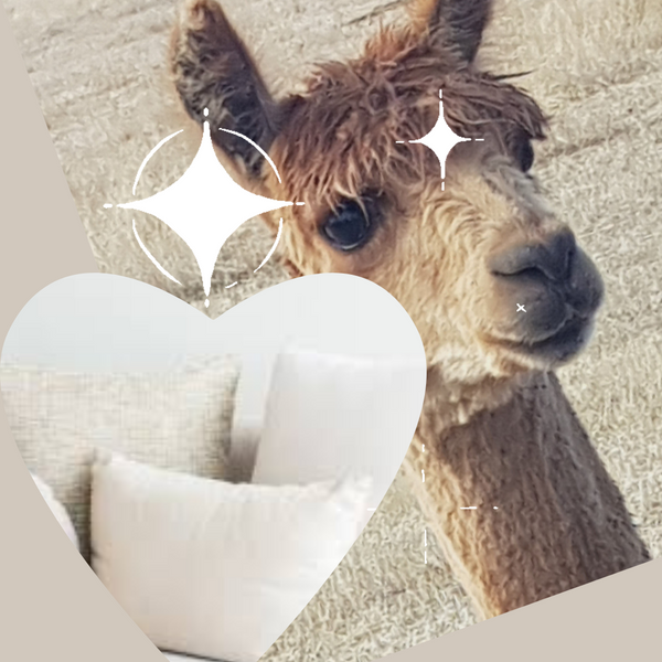 Join Our Community and Experience the Luxury of Alpaca Wool