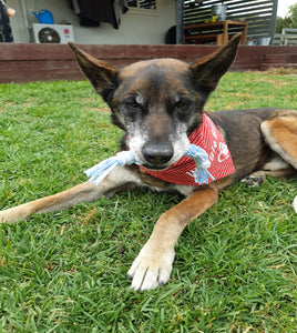 Shepherd Playing with Tug Toy