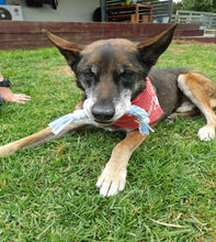 Load image into Gallery viewer, Dog playing with a toy on grass
