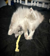 Load image into Gallery viewer, White kitten playing with a yellow rope toy on a black surface.
