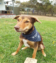 Load image into Gallery viewer, Kelpie Wearing Bandana
