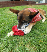 Load image into Gallery viewer, Dog with Medium Size Snuffle Ball
