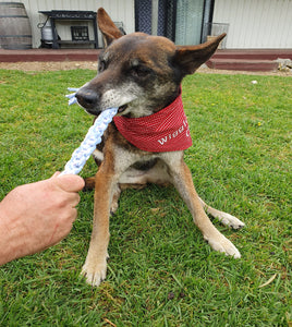 Pup Playing with Tug Toy