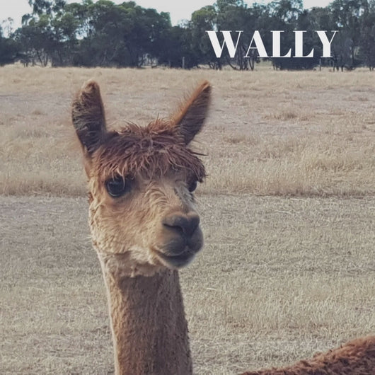 Alpaca Wool Cushions - Wally
