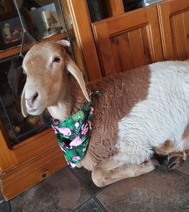 Pet bandanas - Lamb modelling bandana